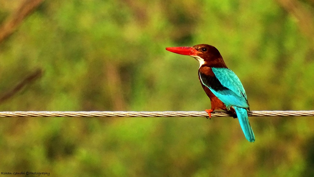 birdwatching en India