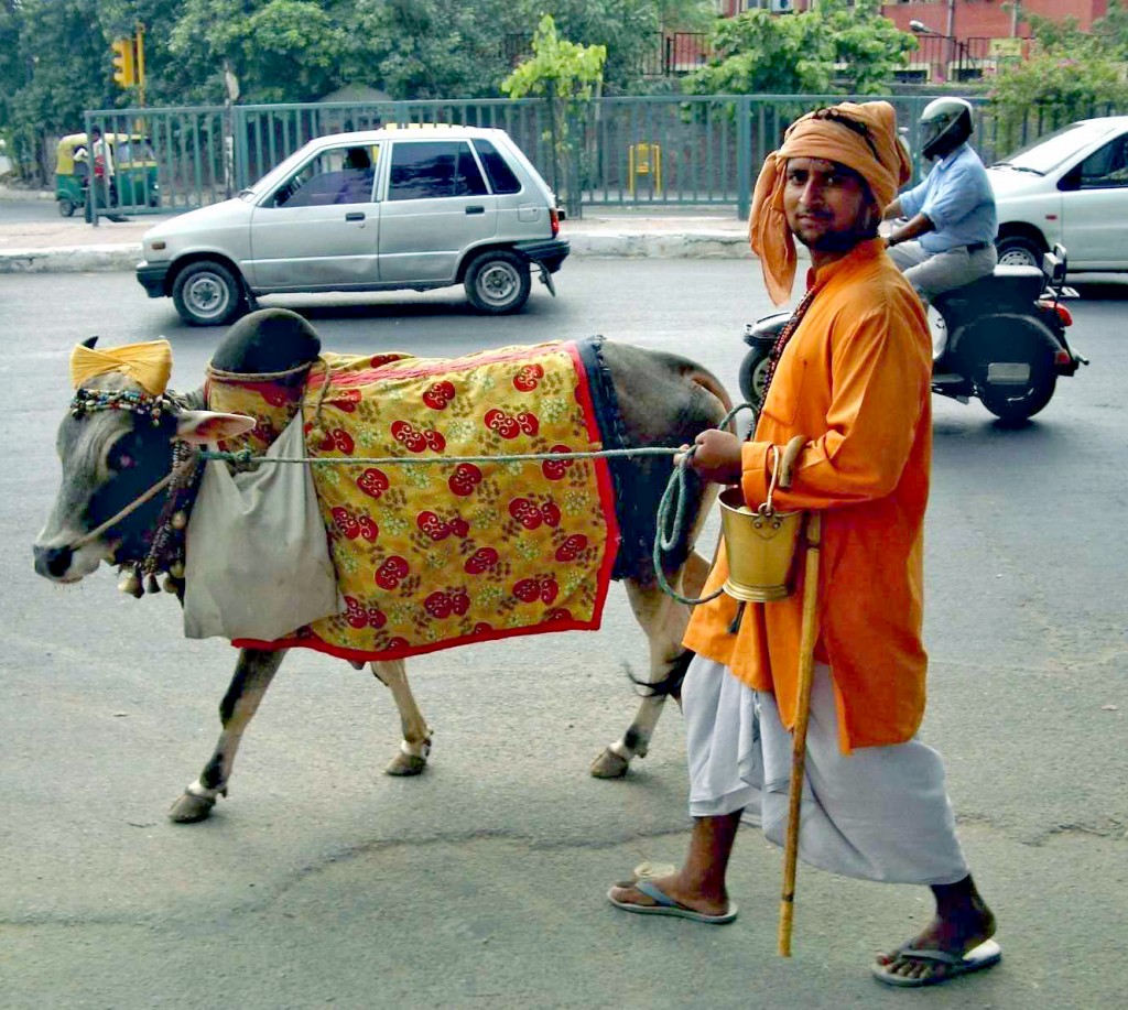 Animales sagrados de la India - Hombre paseando una vaca en Delhi
