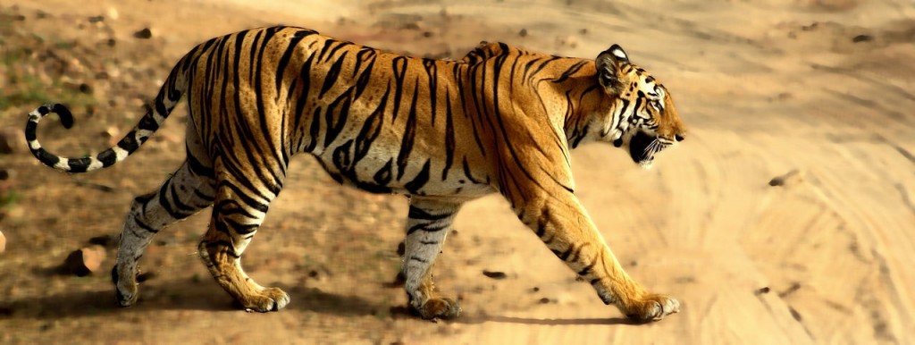 Bandhavgarh - Tigre de Bengala 