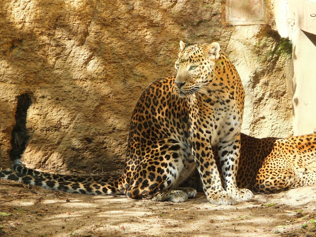 Viajar a Sri Lanka en verano. Leopardo de Sri Lanka
