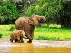10 curiosidades sobre Sri Lanka - Elefantes en Sri Lanka