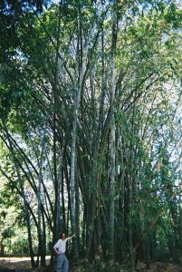 Bambúes Gigantes - Jardines de Perandeniya 