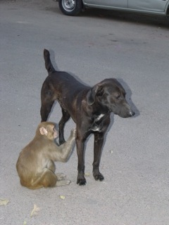 Don Perro y Don Mono, en Jor Bagh