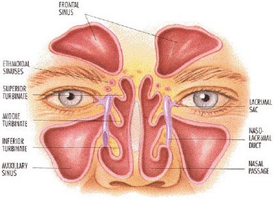 anatomia 