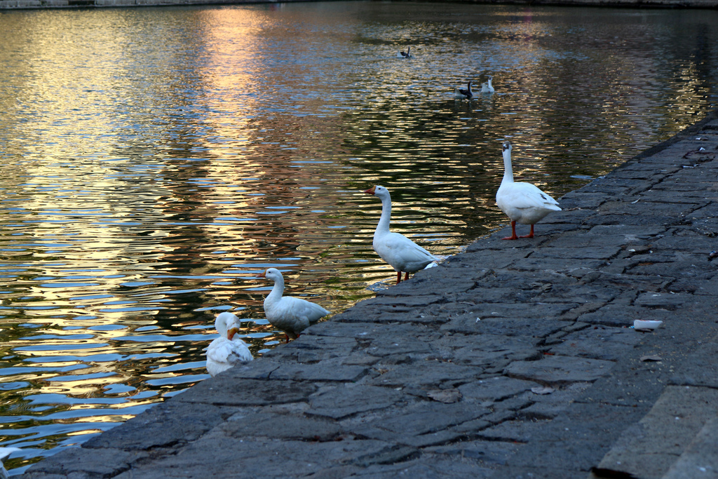 Banganga - Swan Lake