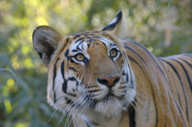 Tigre en Pench Tiger Reserve 