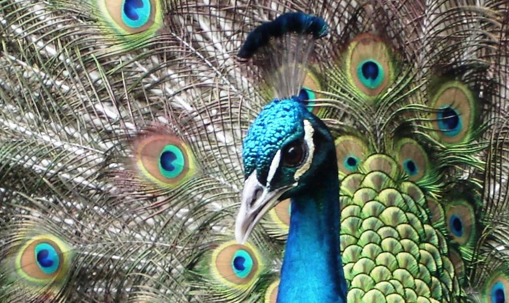 Pavo real en India