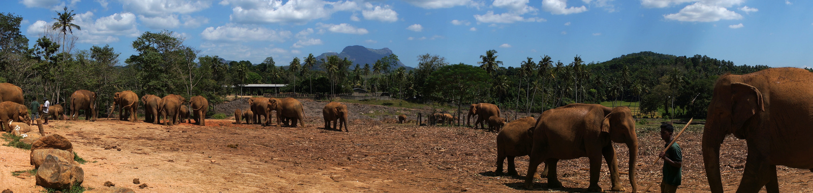Pinnawela Elephant orphanage