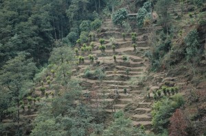 COLINAS DE CARDAMOMO 