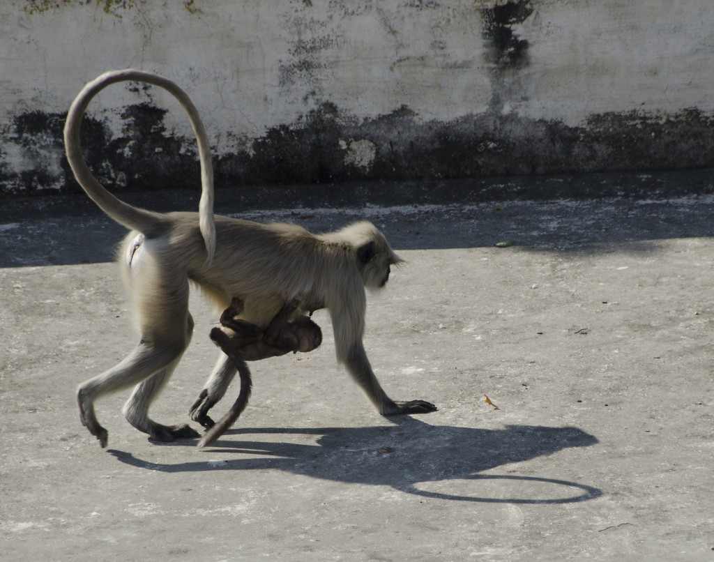Monos en City Palace, Udaipur 