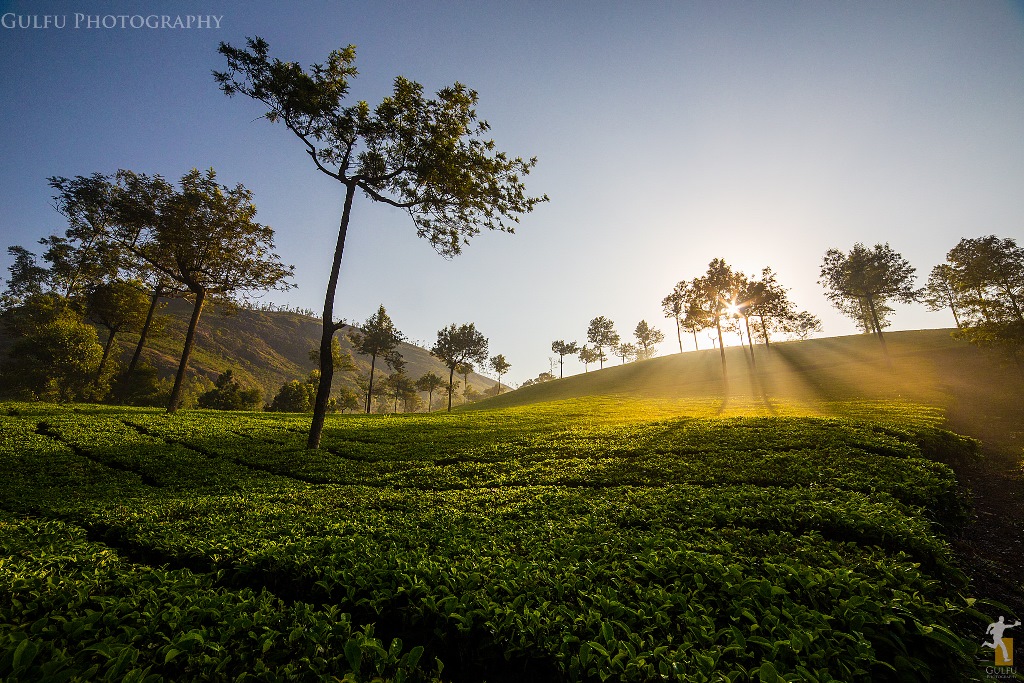 Viajar a India en abril - Munnar tea plantation