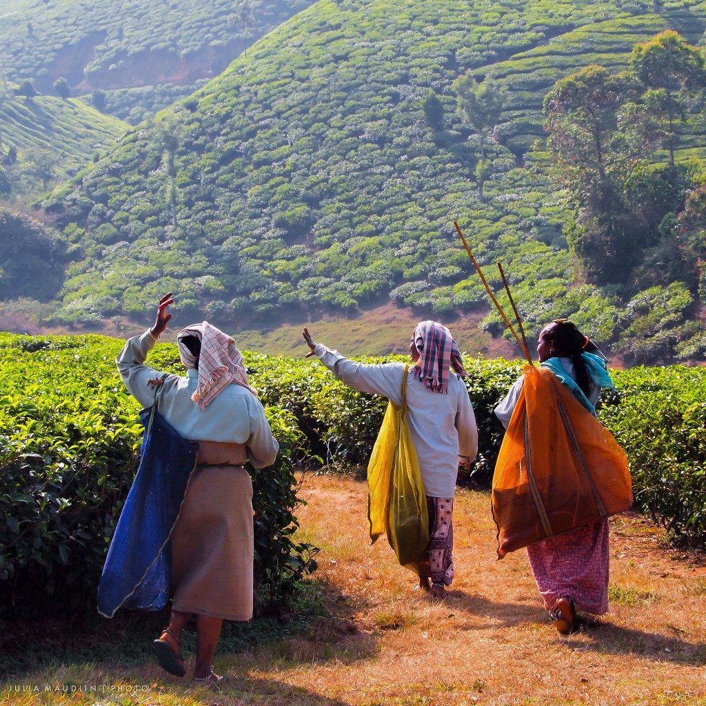 Viajar a India en agosto - Plantaciones de té