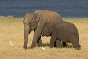 Viajar a Sri Lanka: Minneriya national Park 