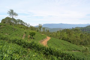Viajar a Sri Lanka: Plantación de Te en Haputale - 