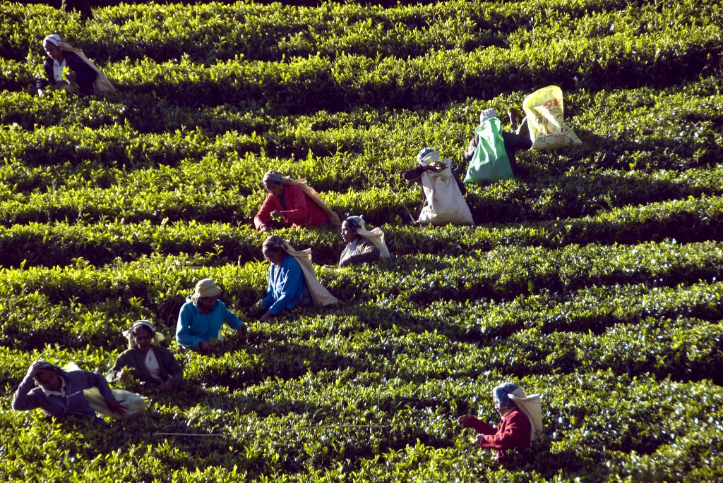 Inmensas extensiones de té sobre las montañas que rodean Kandy - Kandy, la ciudad más bonita del mundo