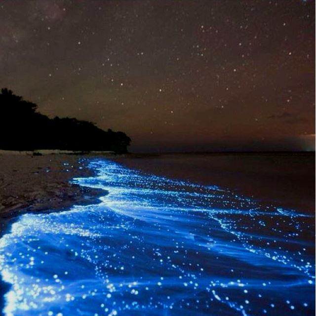 Resultado de imagen para bioluminiscencia en barú