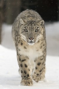 Himalaya indio -  Leopardo de las nieves