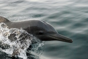 Viaje a Goa: delfines