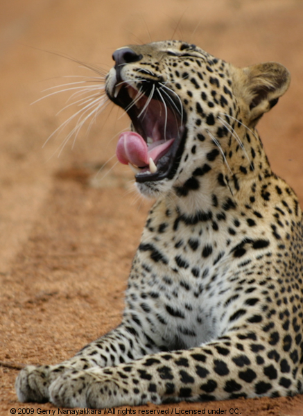 Sri Lanka 2019: Leopard