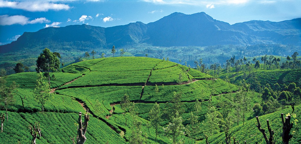 Viaje con Encanto - Montañas en Sri Lanka