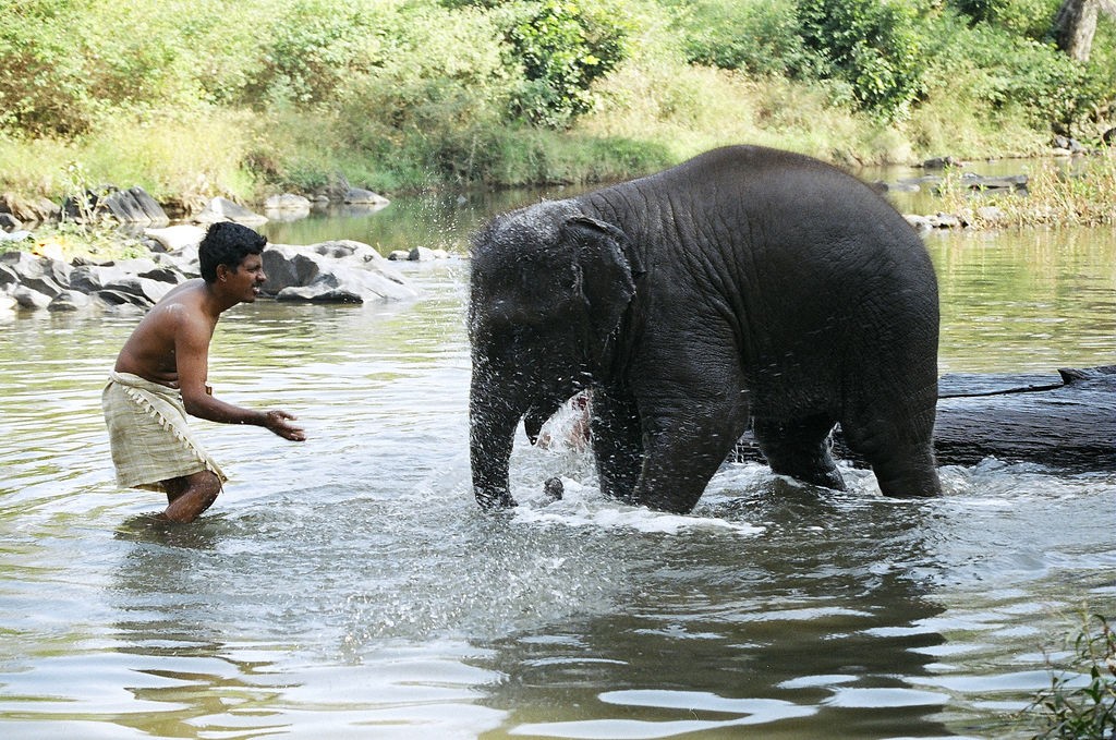 Elefantes en India - Cuidador jugando con elefante 