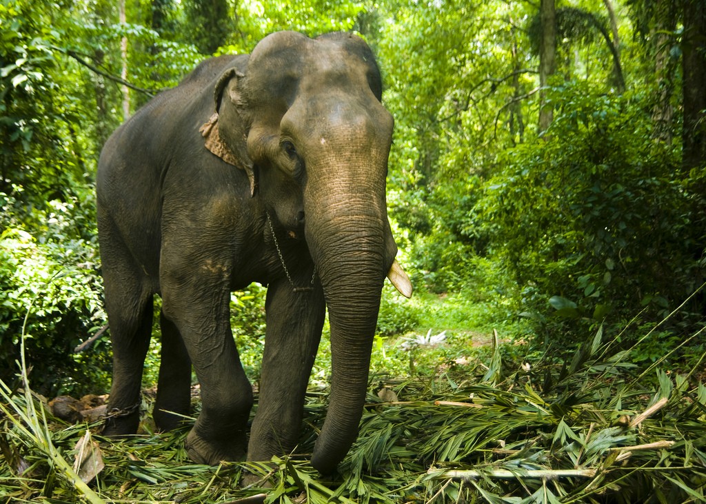 Elefantes en India