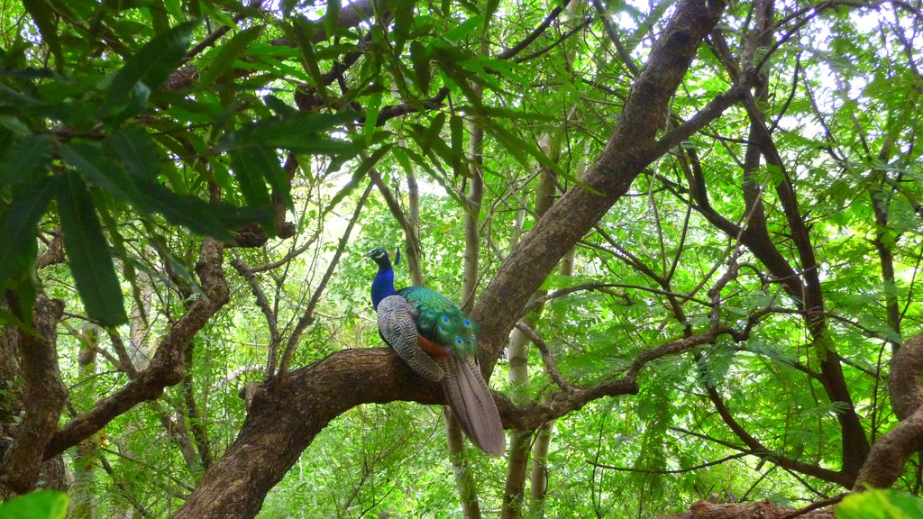 pavo real en India