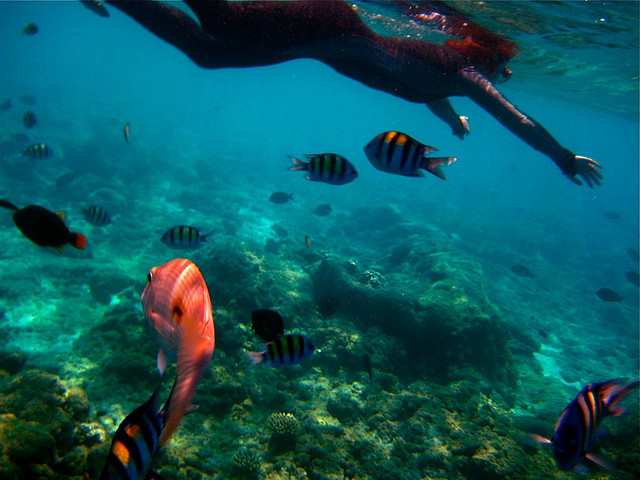 Cuál es la mejor época para viajar a Maldivas - Snorkling in Maldives