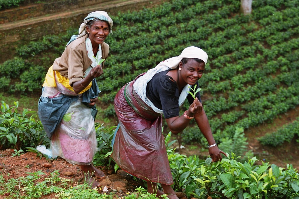 Plantaciones de té de Nuwara Eliya