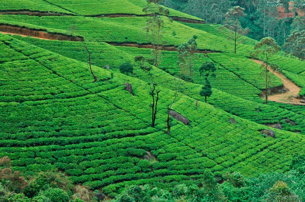 Plantaciones de té de Nuwara Eliya en Sri Lanka