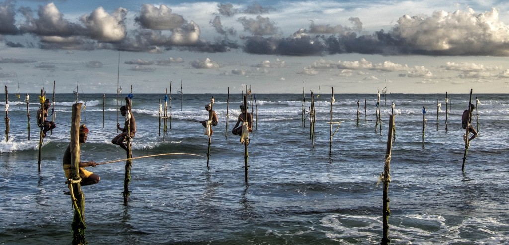 Pescadores zancudos de Sri Lanka
