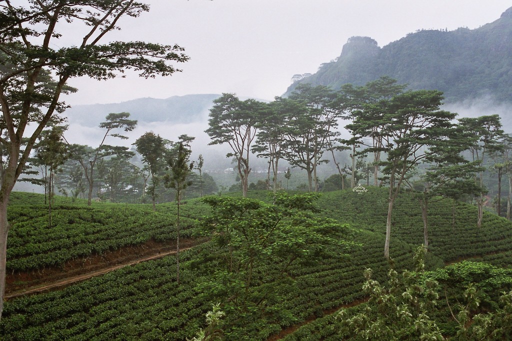 mejor época para viajar a Sri Lanka