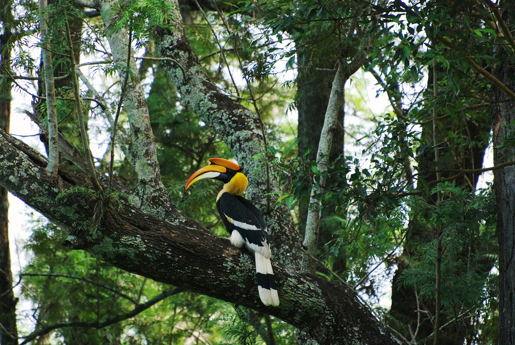 birdwatching en India