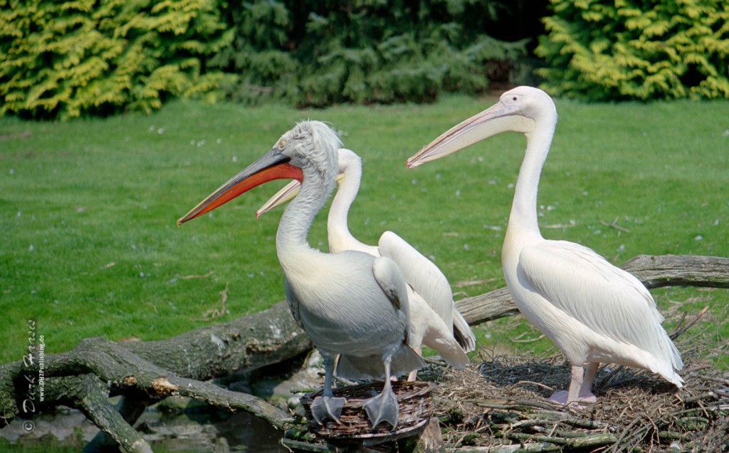 birdwatching en India