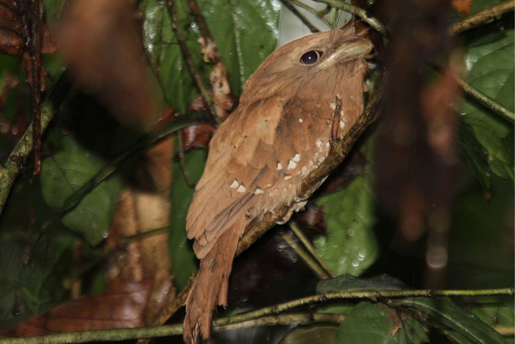 birdwatching en India