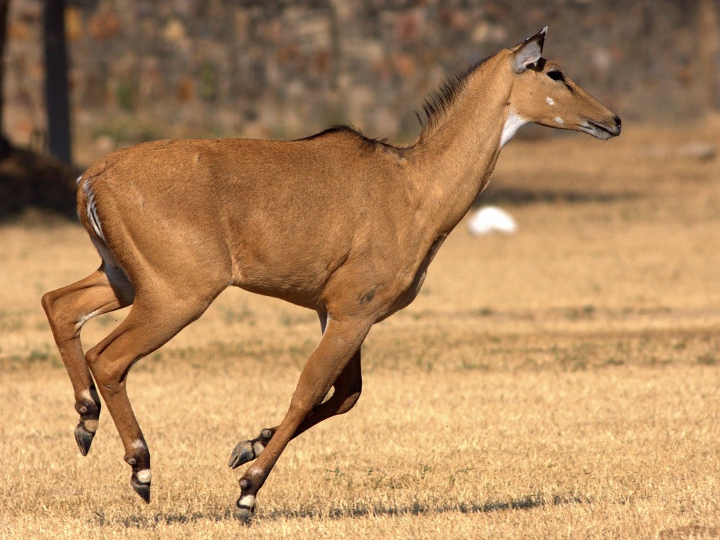 Animales curiosos de la India