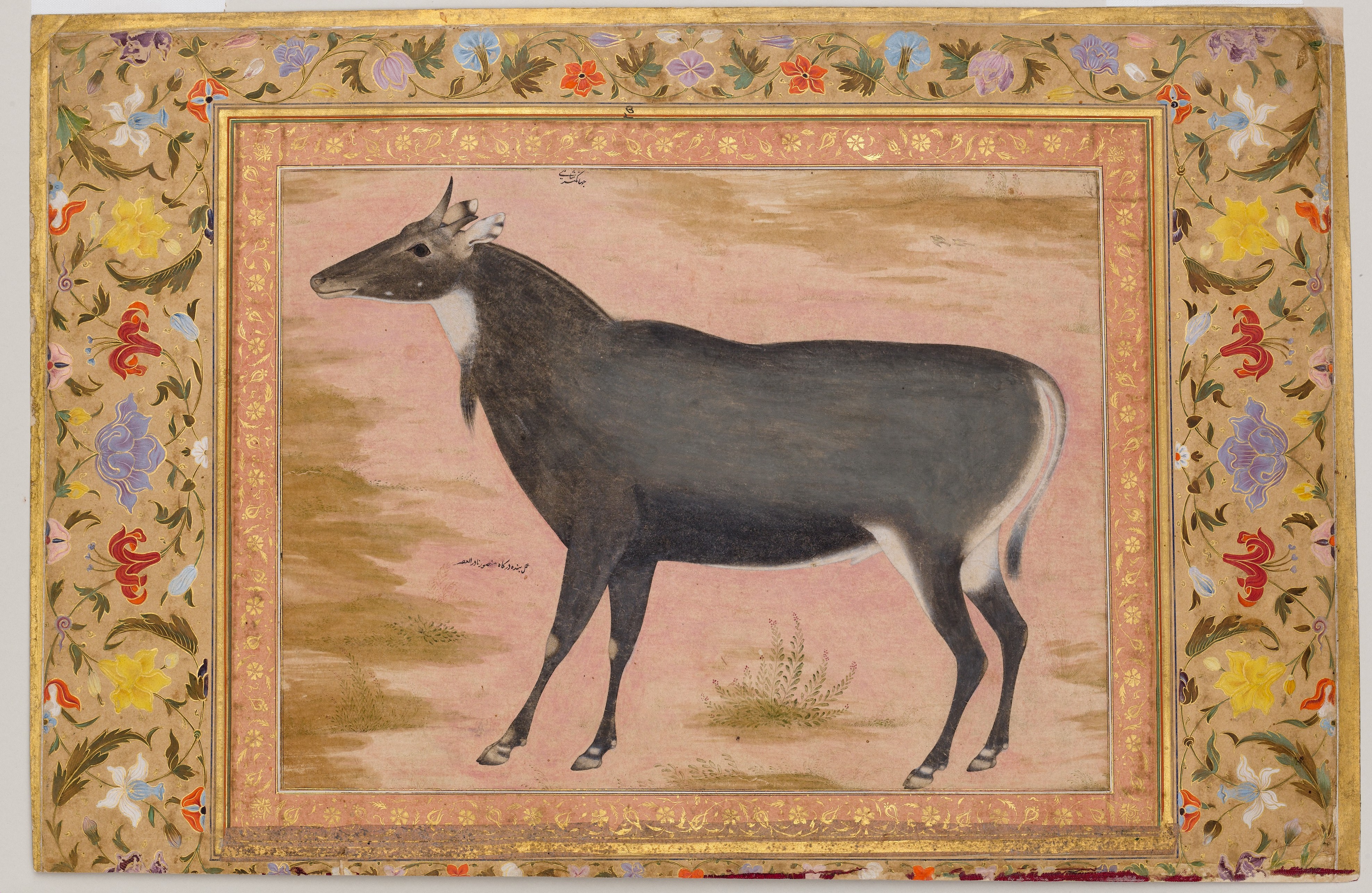 Animales curiosos de la India