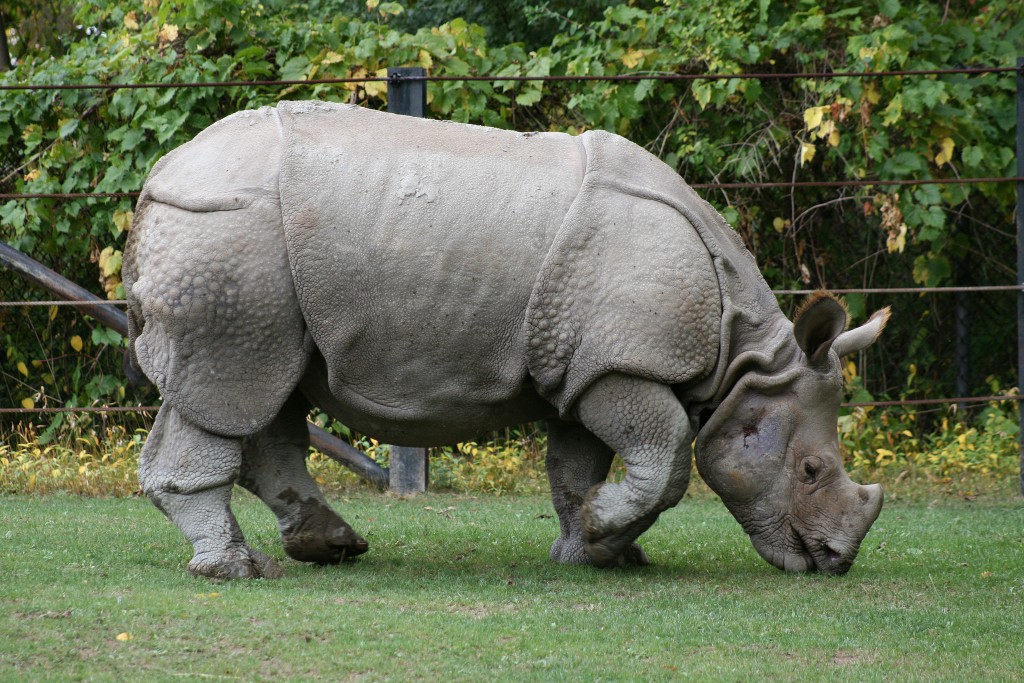 Animales curiosos de la India