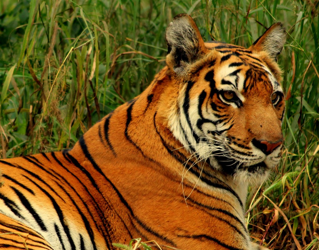 Animales curiosos de la India 