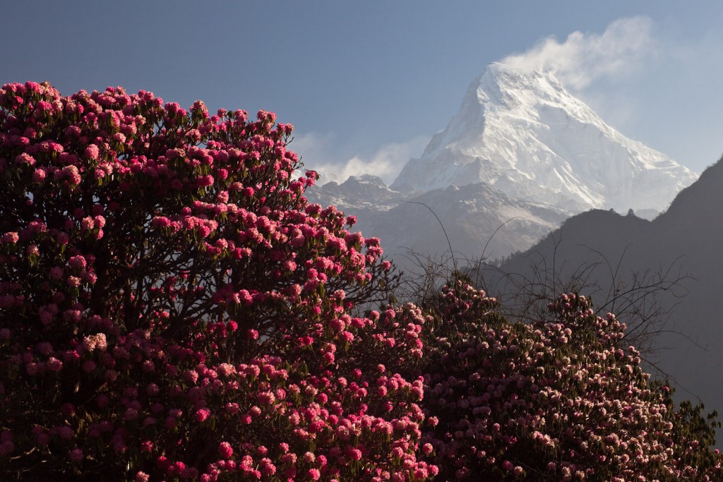 Bandera de Nepal - Flor nacional y montañas