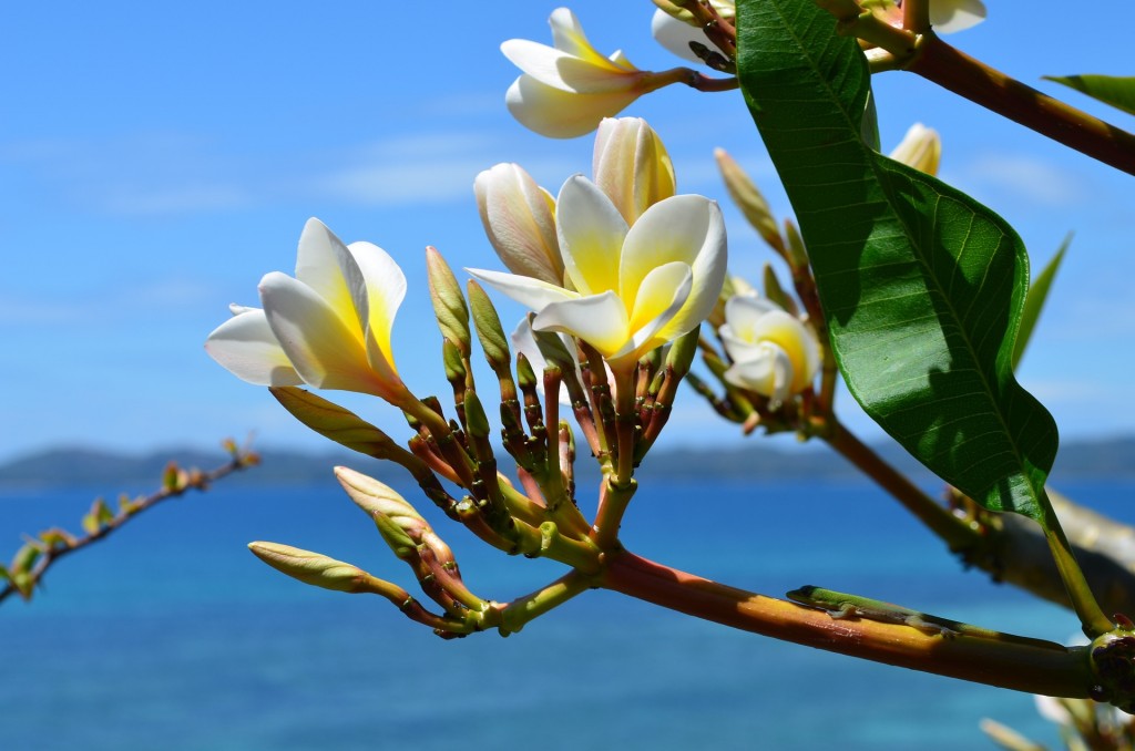 El olor de la india - Frangipani frente al mar