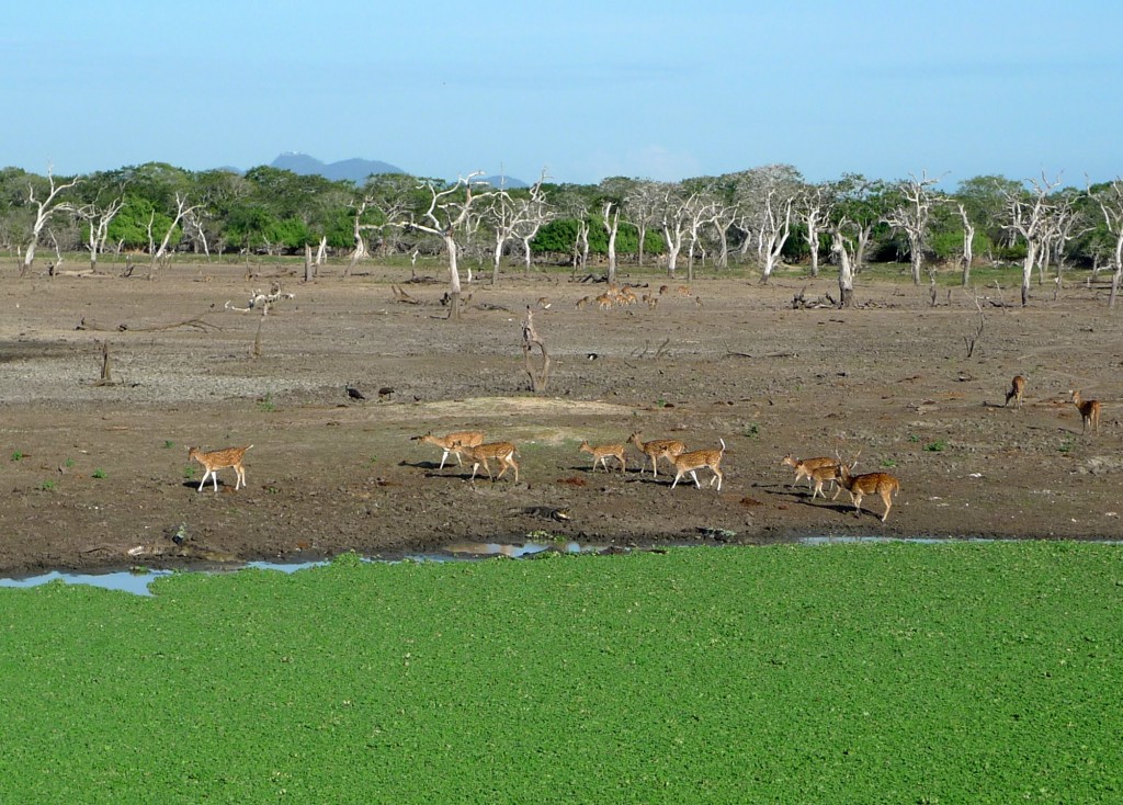 Safari en Yala