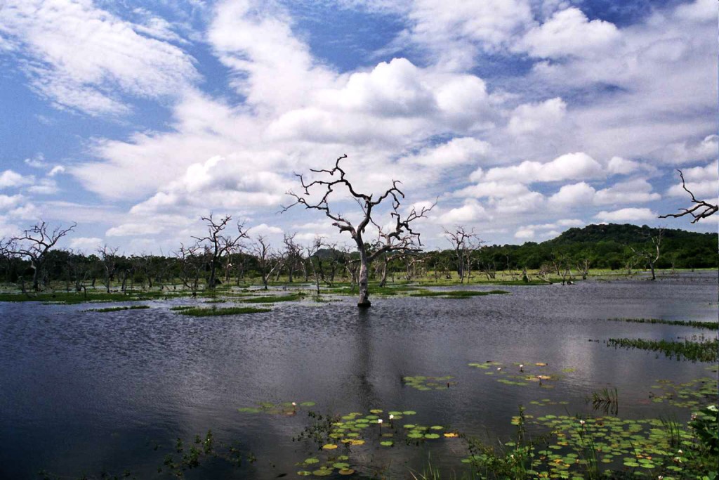 Safari en Yala