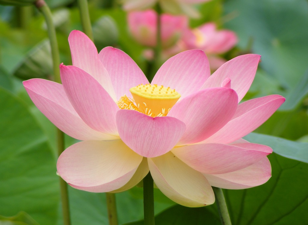 Flor de loto en la India