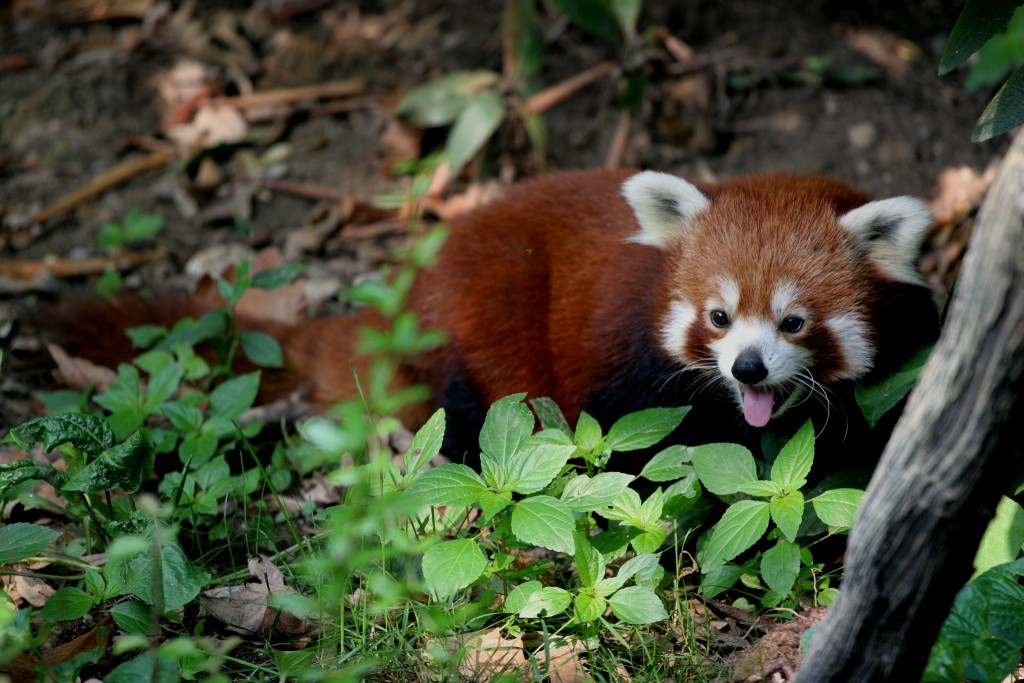 Ecoturismo en Butan - Panda rojo