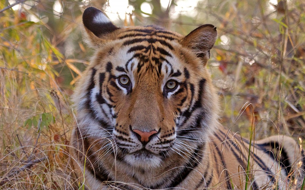 Bandhavgarh - Tigre de Bengala 