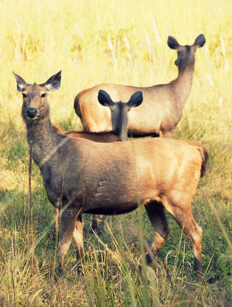 Safari con niños - ciervos en Bandhavgarh