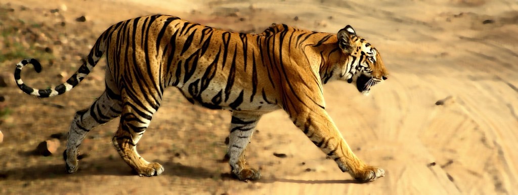 Bandhavgarh - Tigre de Bengala