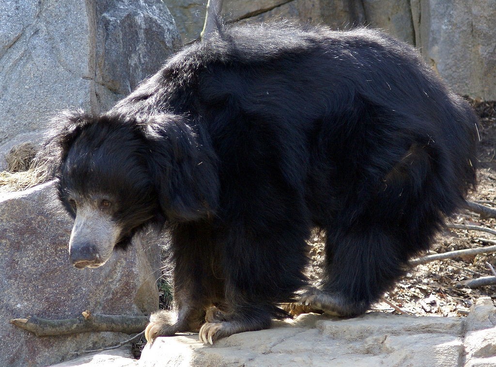 Bill Murray es Baloo - Oso perezoso - 