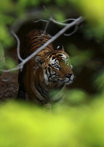 El Libro de la Selva 2016